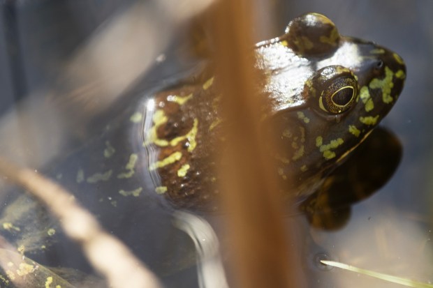 Carlsbad, CA - An American Bullfrog sits in the foliage of Buena Vista Lagoon on Thursday, May 28, 2026, in Carlsbad, CA. (Luke Johnson / The San Diego Union-Tribune)