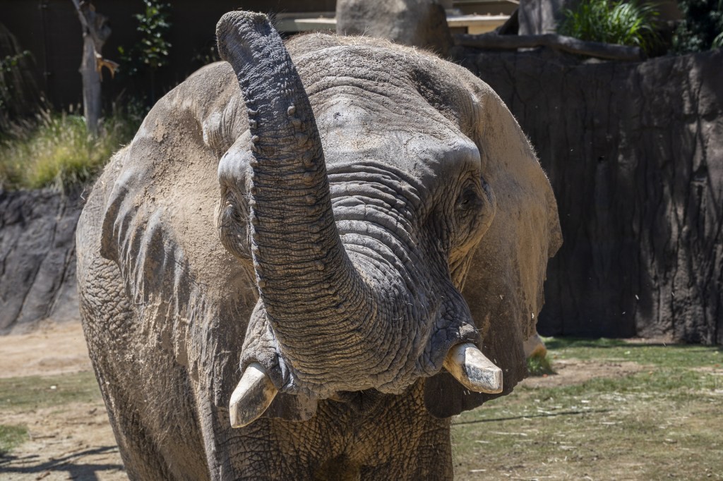 New African savanna elephant welcomed at San Diego Zoo Safari Park