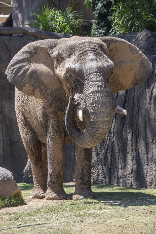 Sdudla, a male African savanna elephant, has arrived at the San Diego Zoo Safari Park. (San Diego Zoo)