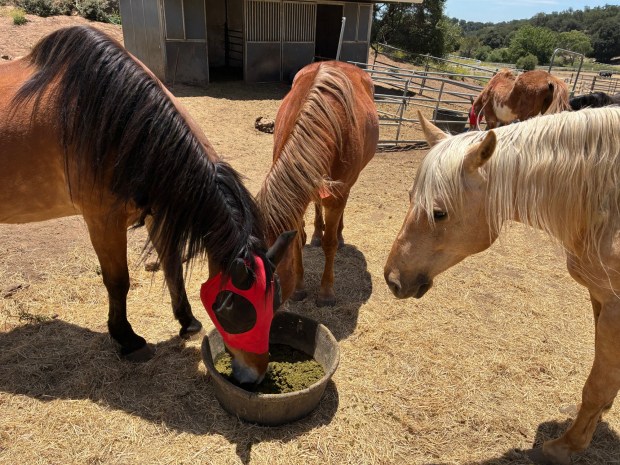 More than 100 horses remained at Villa Chardonnay this week, nearly seven weeks after the San Diego Humane Society seized hundreds of animals from the Julian sanctuary. (Courtesy San Diego Humane Society)