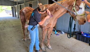 Rescue work continues at troubled Julian animal sanctuary