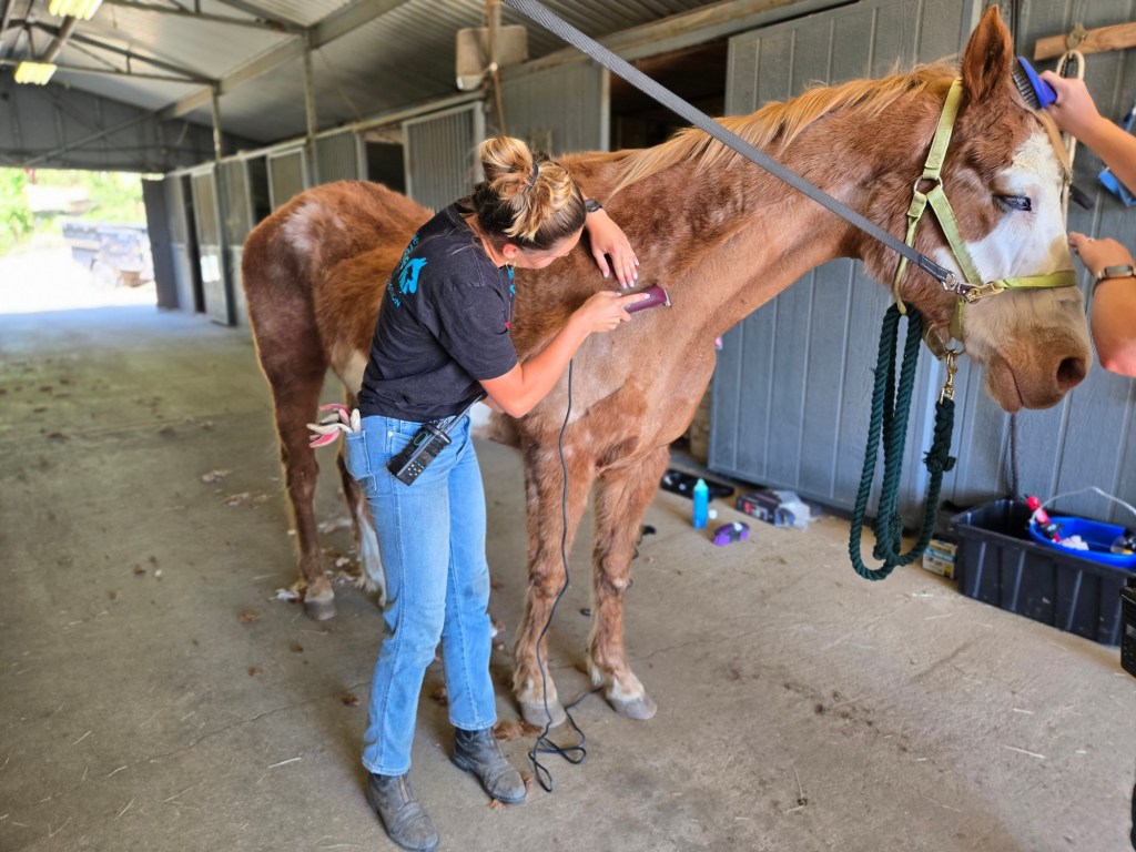 Rescue work continues at troubled Julian animal sanctuary