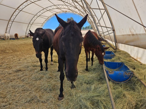 More than 100 horses remained at Villa Chardonnay this week, nearly seven weeks after the San Diego Humane Society seized hundreds of animals from the Julian sanctuary. (Courtesy San Diego Humane Society)
