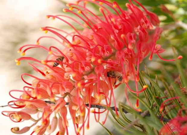 Grevillea 'Superb.' (K.C. Alfred / The San Diego Union-Tribune)