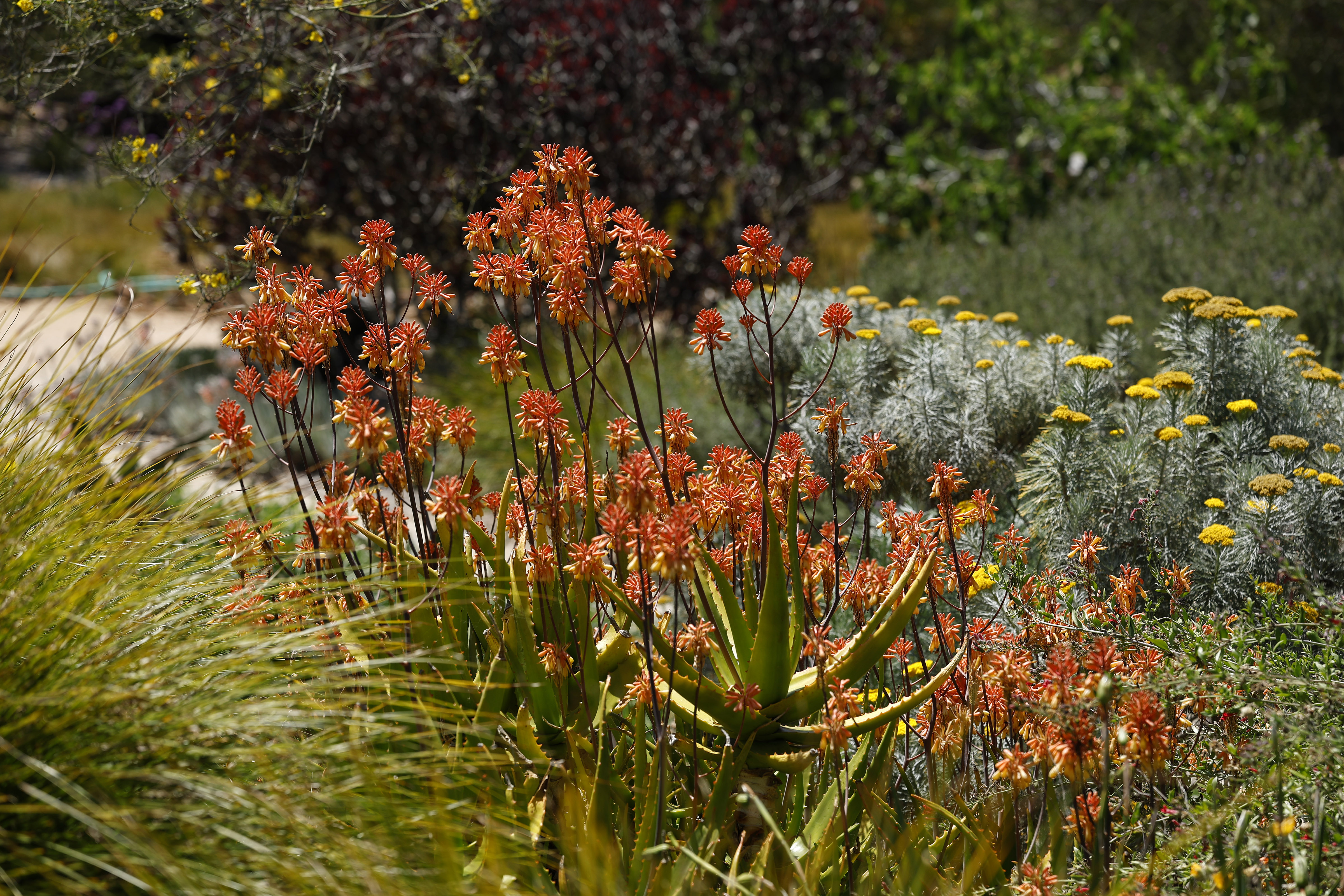 Aloe camperi. (K.C. Alfred / The San Diego Union-Tribune)