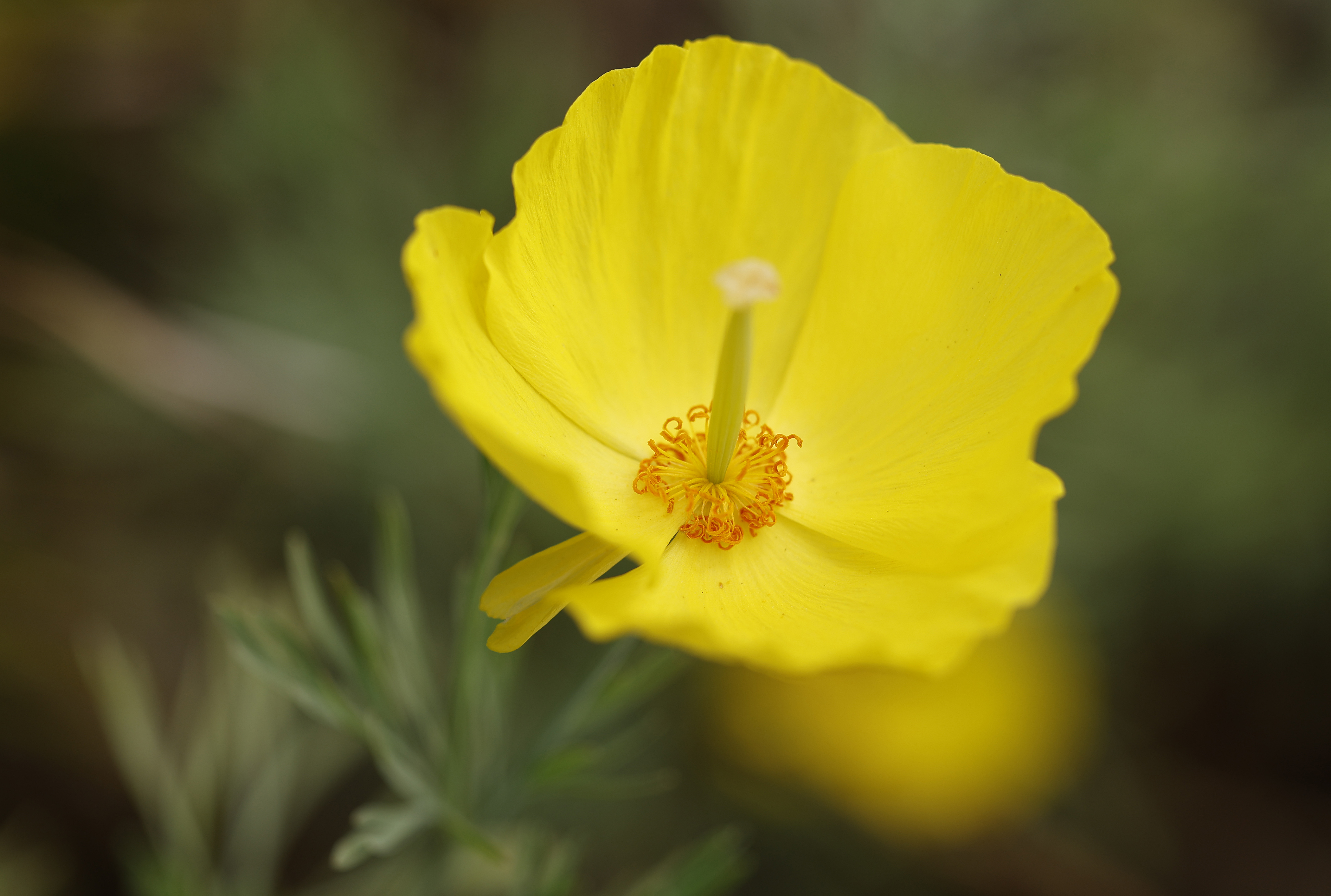Mexican tulip poppy. (K.C. Alfred / The San Diego Union-Tribune)