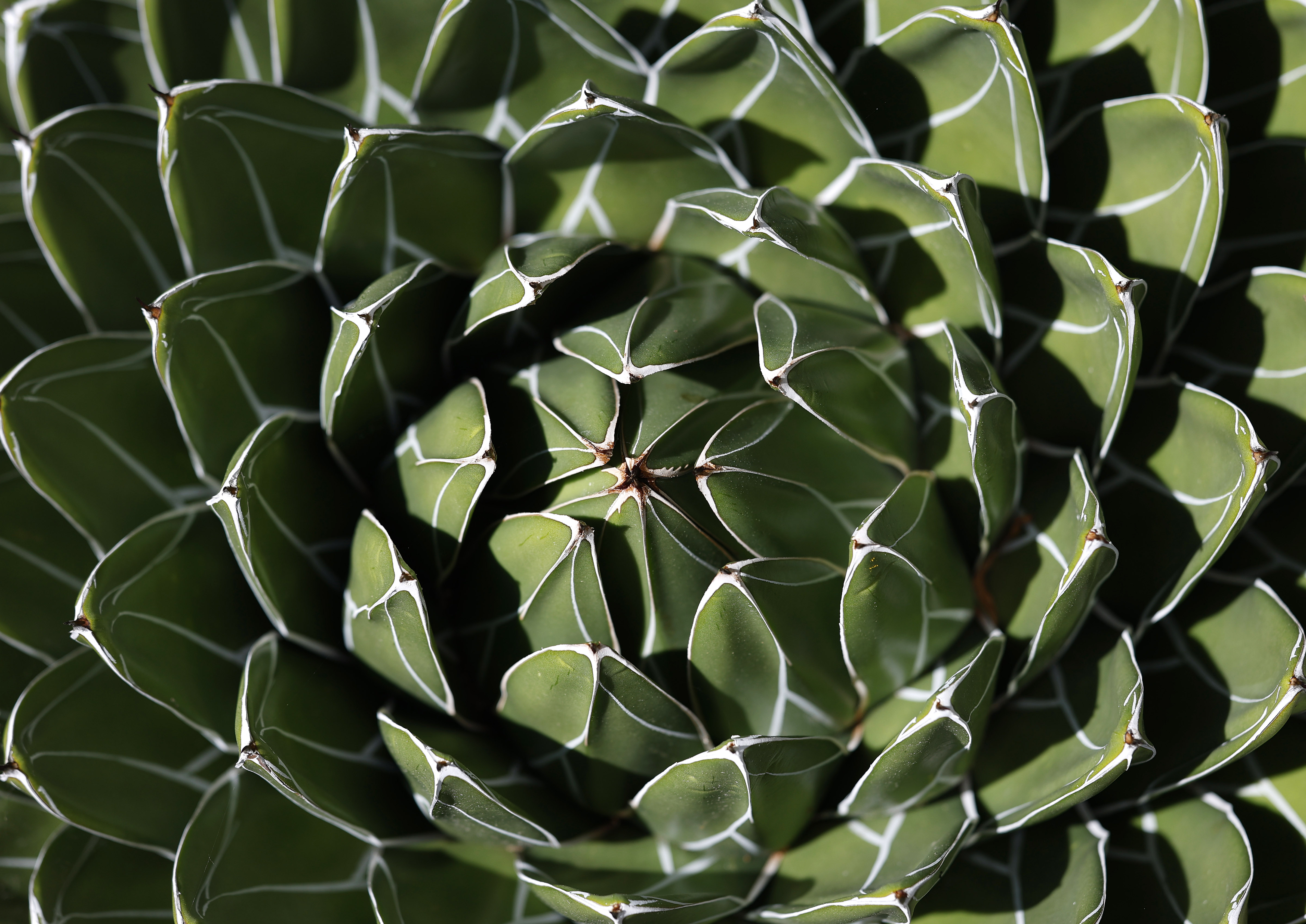 Agave victoriae-reginae. (K.C. Alfred / The San Diego Union-Tribune)