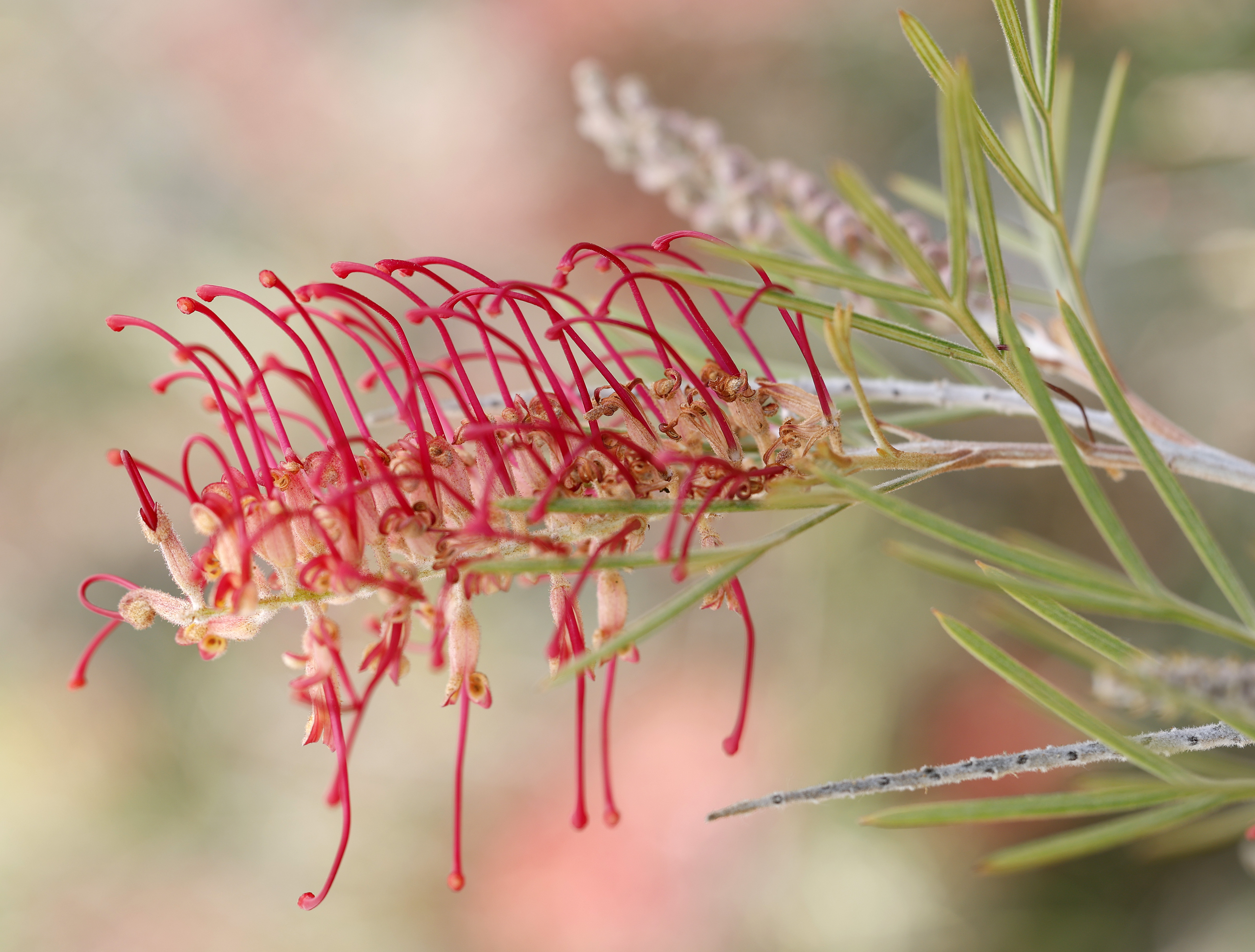 Grevillea ‘Spirit of Anzac.’ (K.C. Alfred / The San Diego...