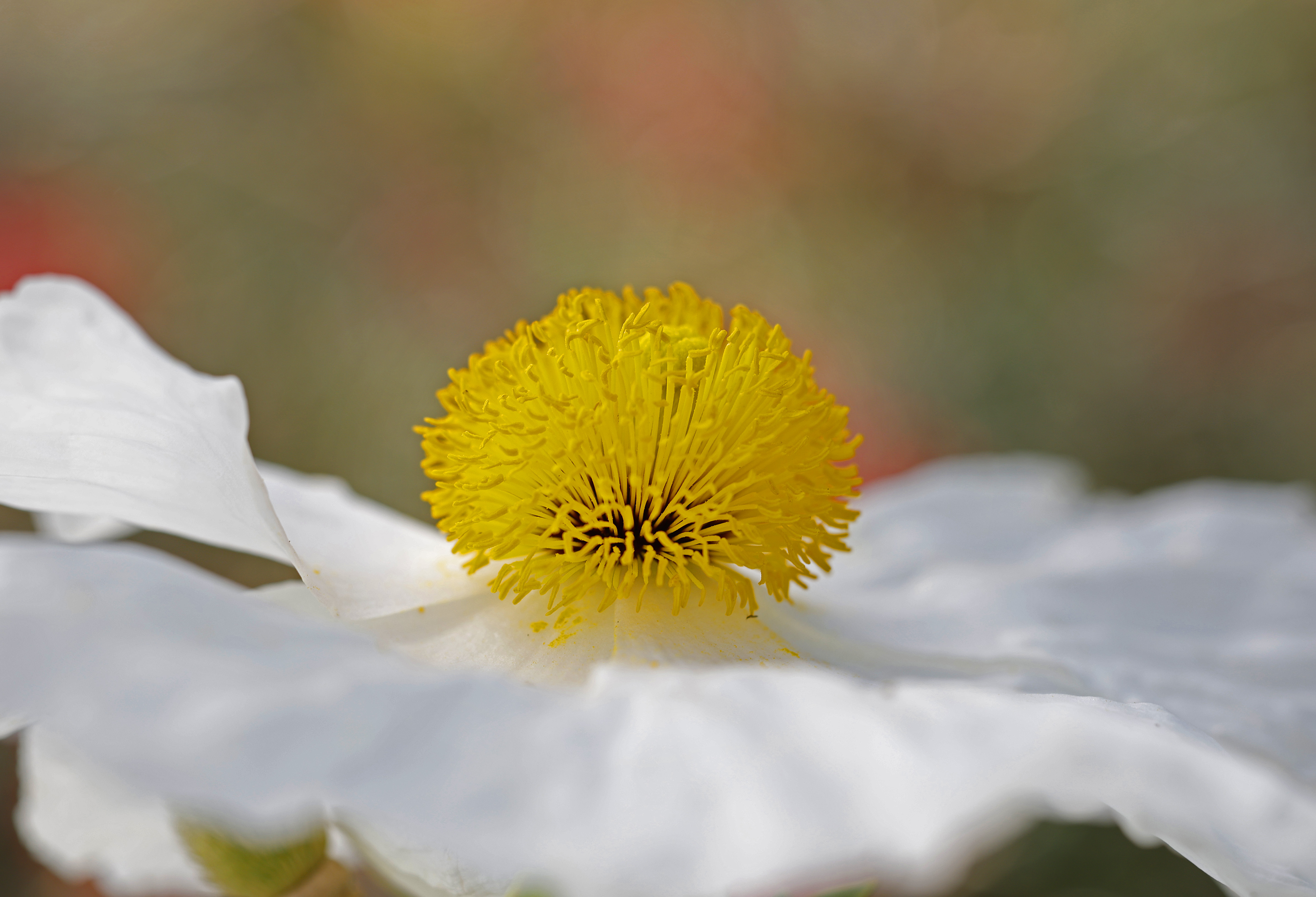 Matilija poppy. (K.C. Alfred / The San Diego Union-Tribune)