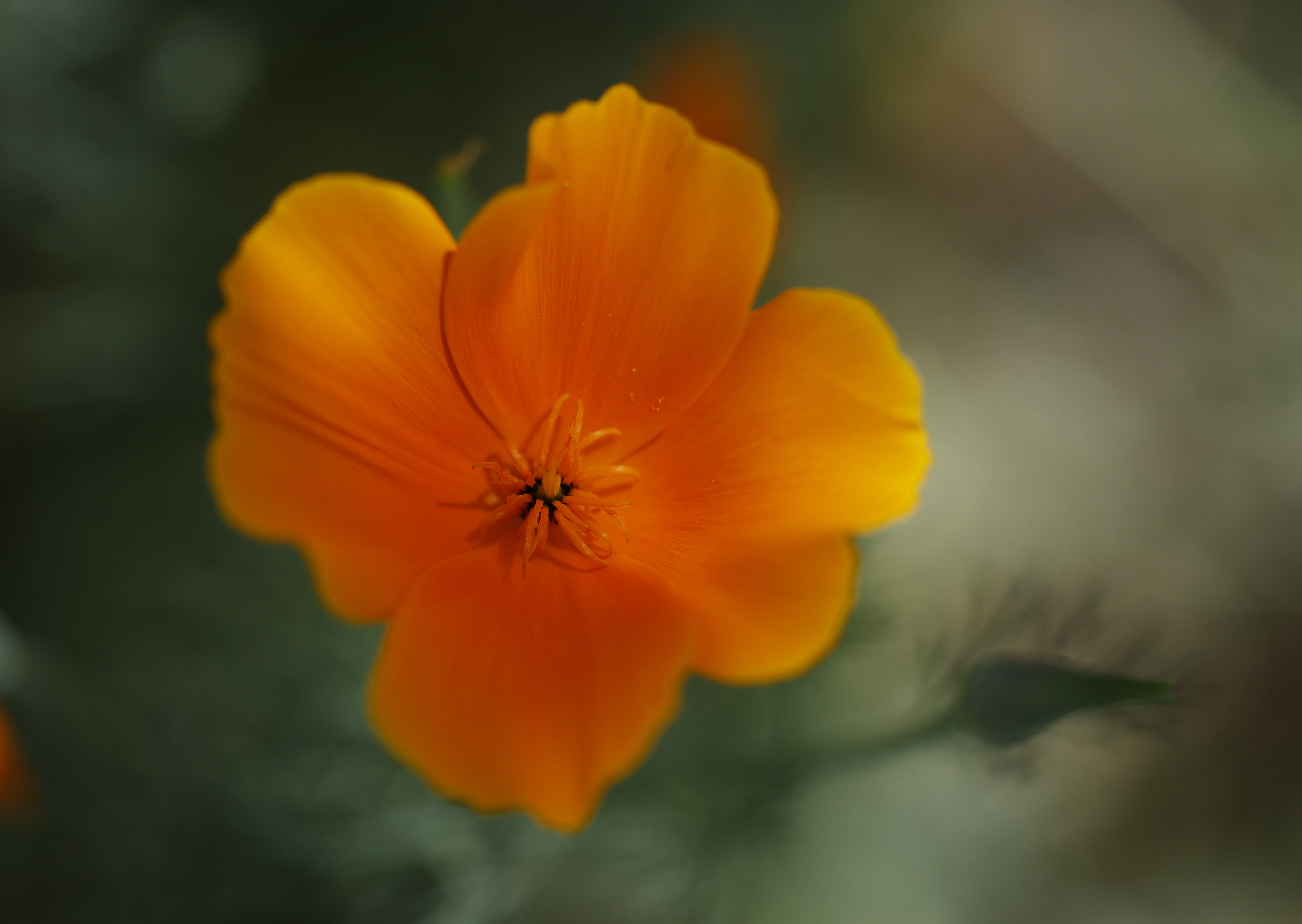 California poppy. (K.C. Alfred / The San Diego Union-Tribune)