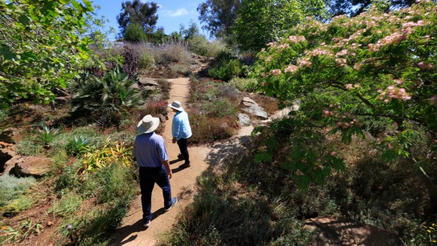Garden designer Nan Sterman and homeowner Stephen Root walk the now-completed garden with its mature plantings. (K.C. Alfred / The San Diego Union-Tribune)