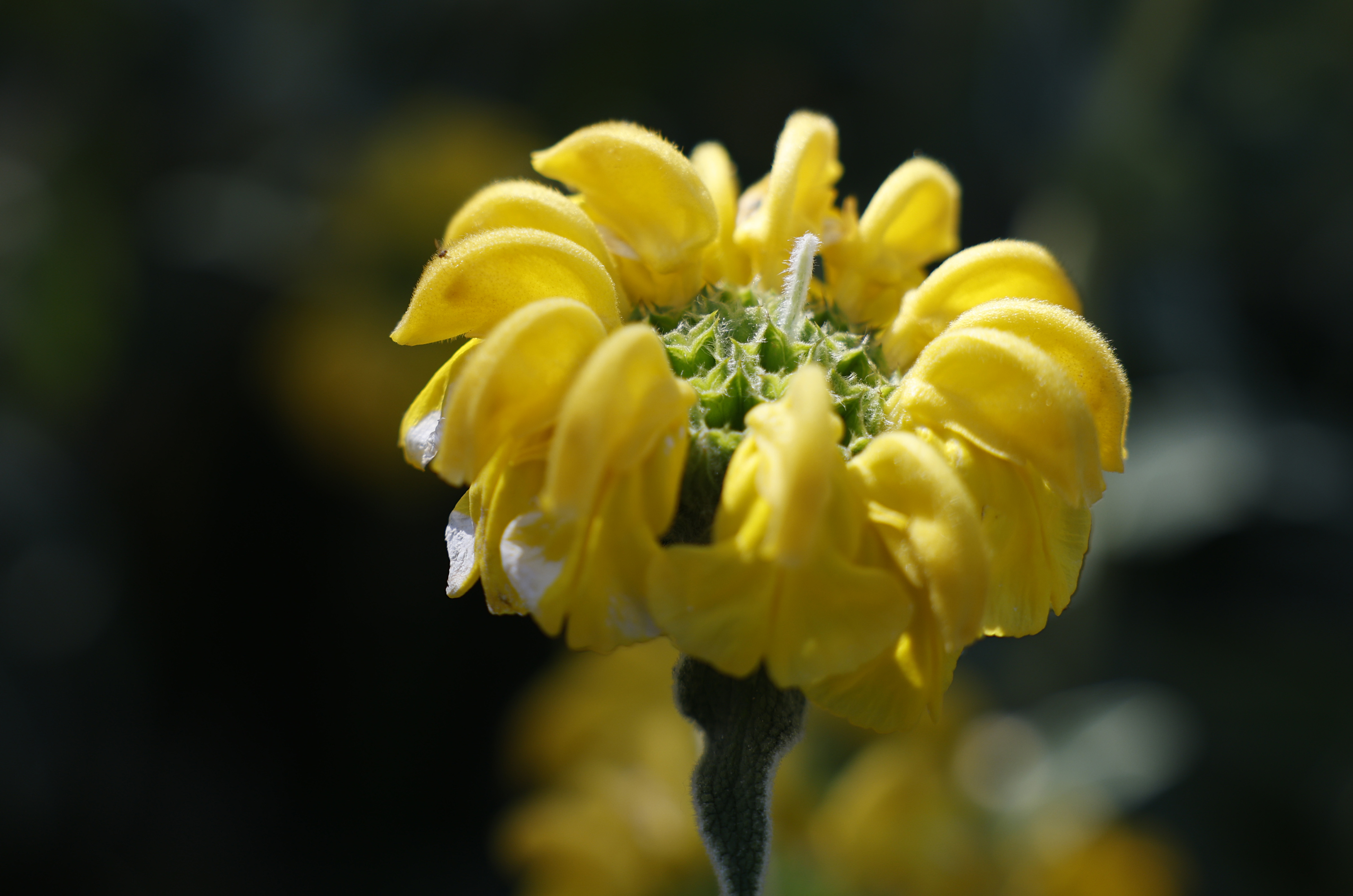 Jerusalem sage. (K.C. Alfred / The San Diego Union-Tribune)