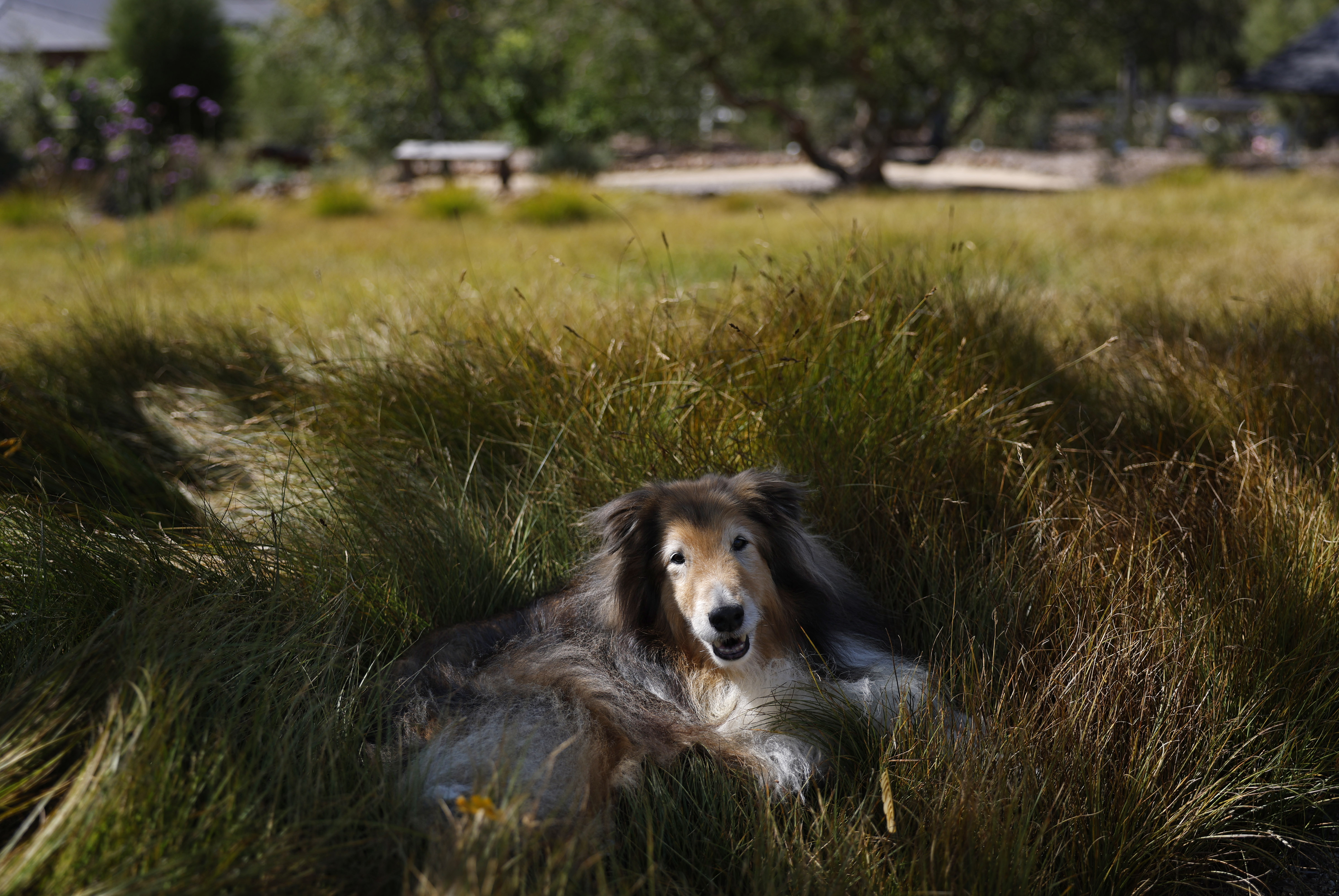 Family dog Curry finds a shady resting spot on a...