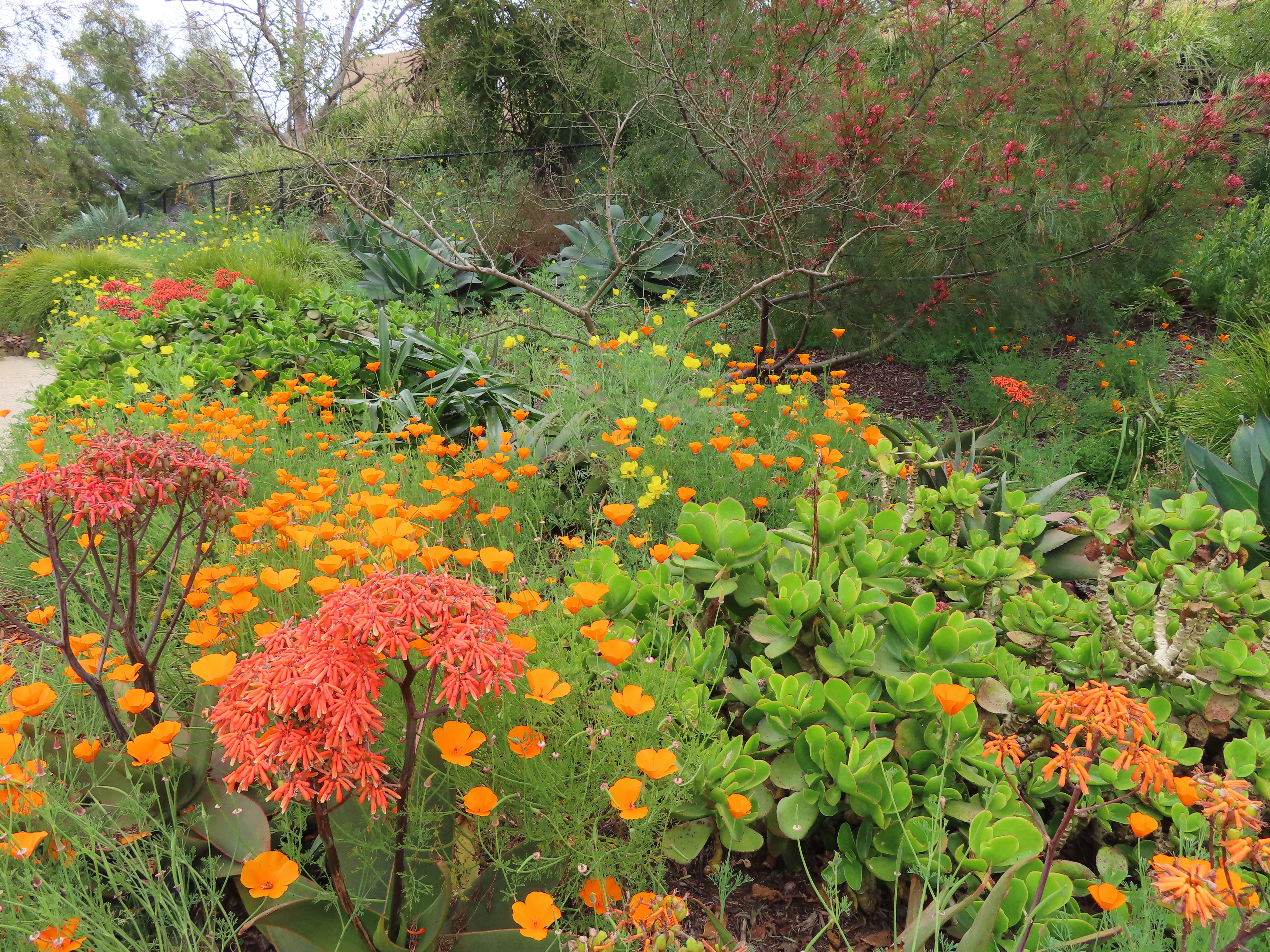 California poppies and coral aloe add color to a walkway...