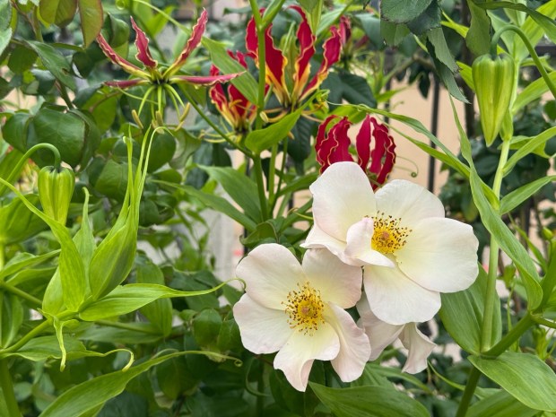Gloriosa lilies, also known as flame lilies, flower amidst 'Sally Holmes.' (Rita Perwich)