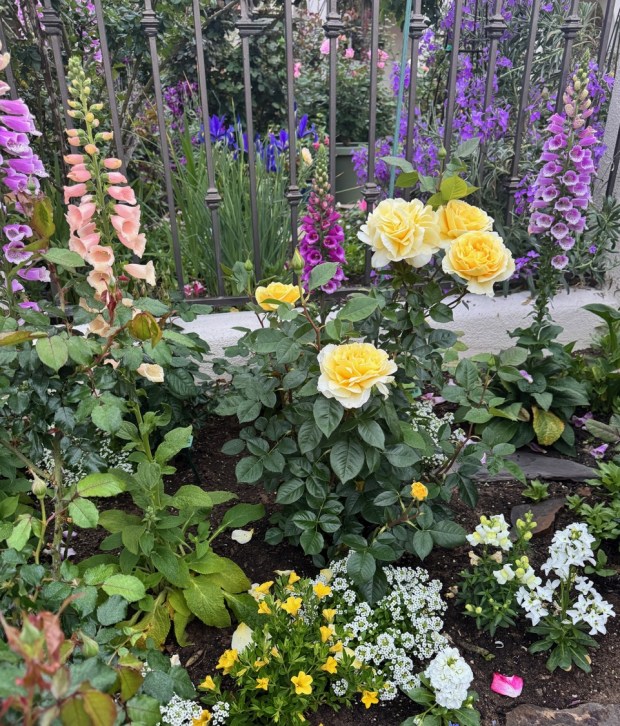 Foxgloves, stock, delphinium, sweet alyssum and iris provide company to 'Quest for Zest' in the garden. (Rita Perwich)