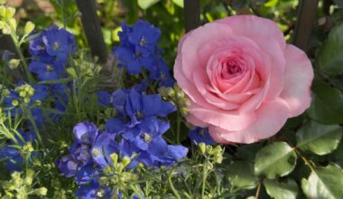 Growing roses, like baking, is a balance of science and art – San Diego Union-Tribune