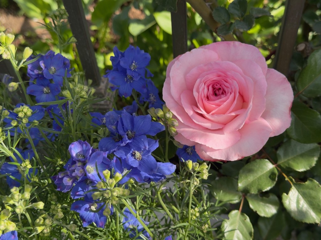 Growing roses, like baking, is a balance of science and art – San Diego Union-Tribune