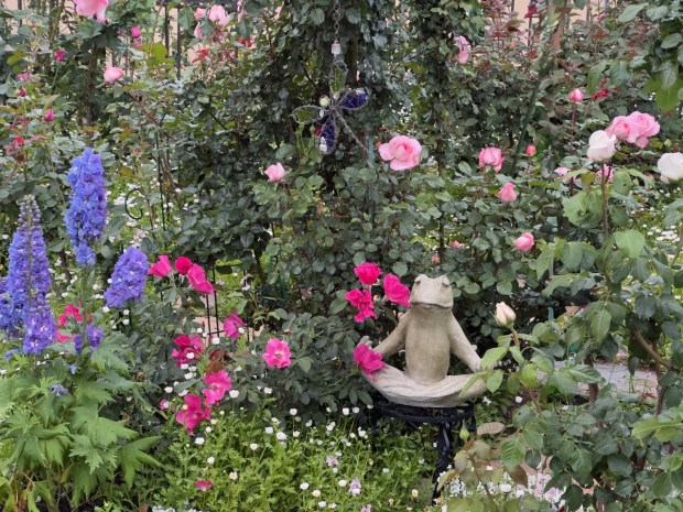 A setting of blue delphiniums, daisies, fuschia pink 'Playgirl' blooms and light pink 'Savannah' blooms is a perfect spot for this frog to meditate. (Rita Perwich)