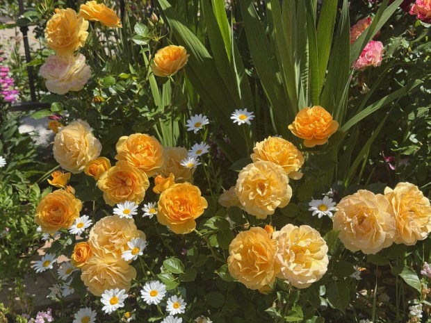 Daisies enhance the beauty of the floribunda 'Julia Child.' (Rita Perwich)