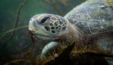 Slow down and you might see green sea turtles, and their bobbing heads, in the bay – San Diego Union-Tribune