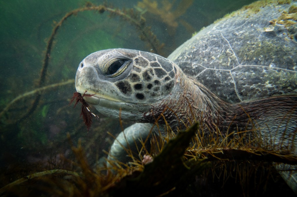 Slow down and you might see green sea turtles, and their bobbing heads, in the bay – San Diego Union-Tribune
