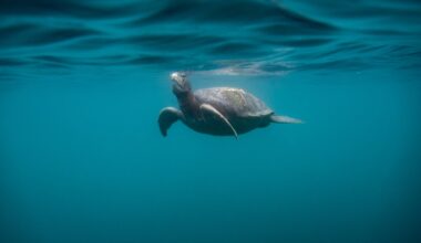 Turtles show no respect for the integrity of international borders – San Diego Union-Tribune