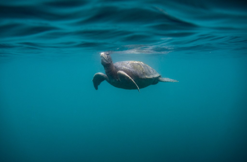Turtles show no respect for the integrity of international borders – San Diego Union-Tribune