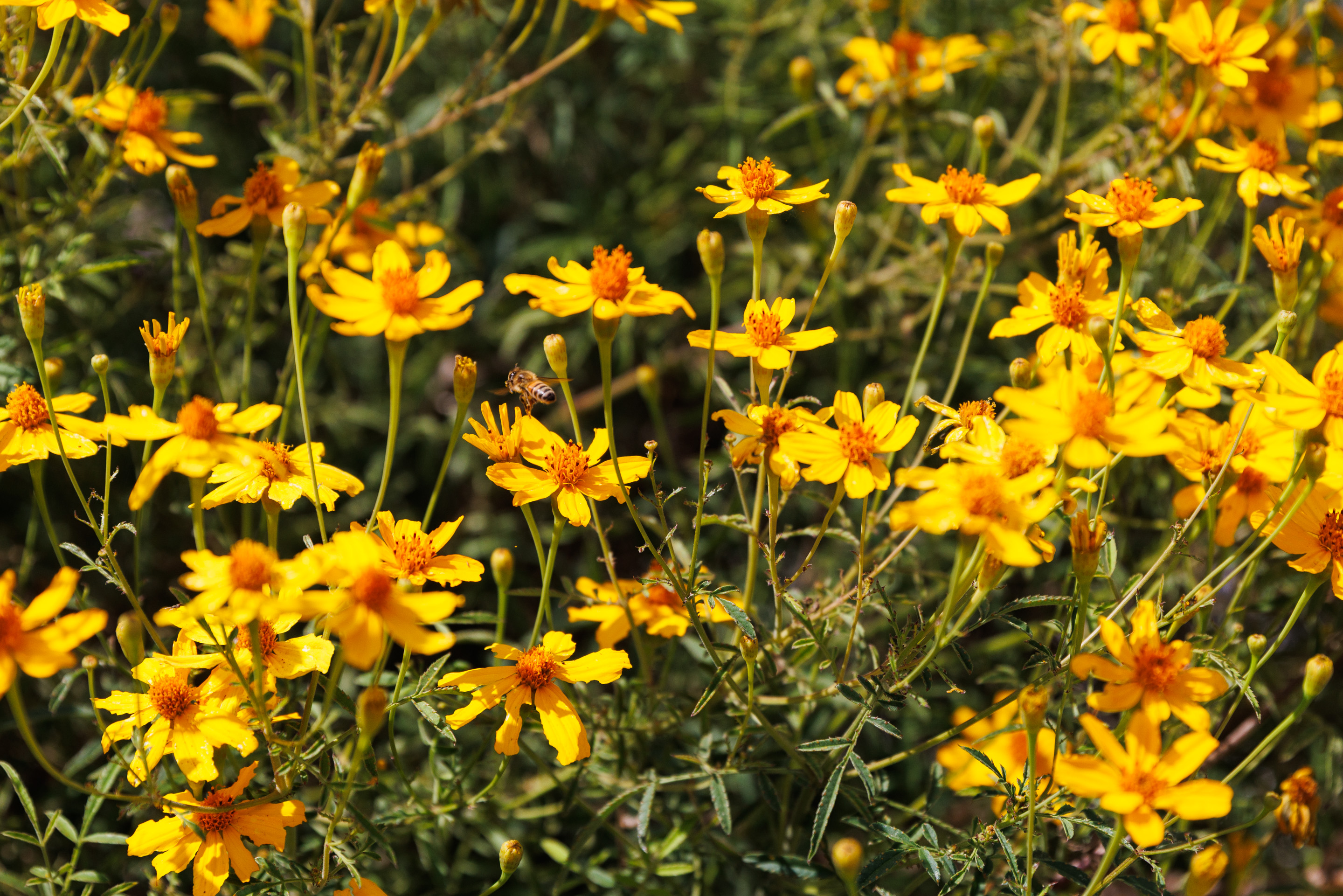 Mexican marigolds in the front yard. (Kristian Carreon / The...
