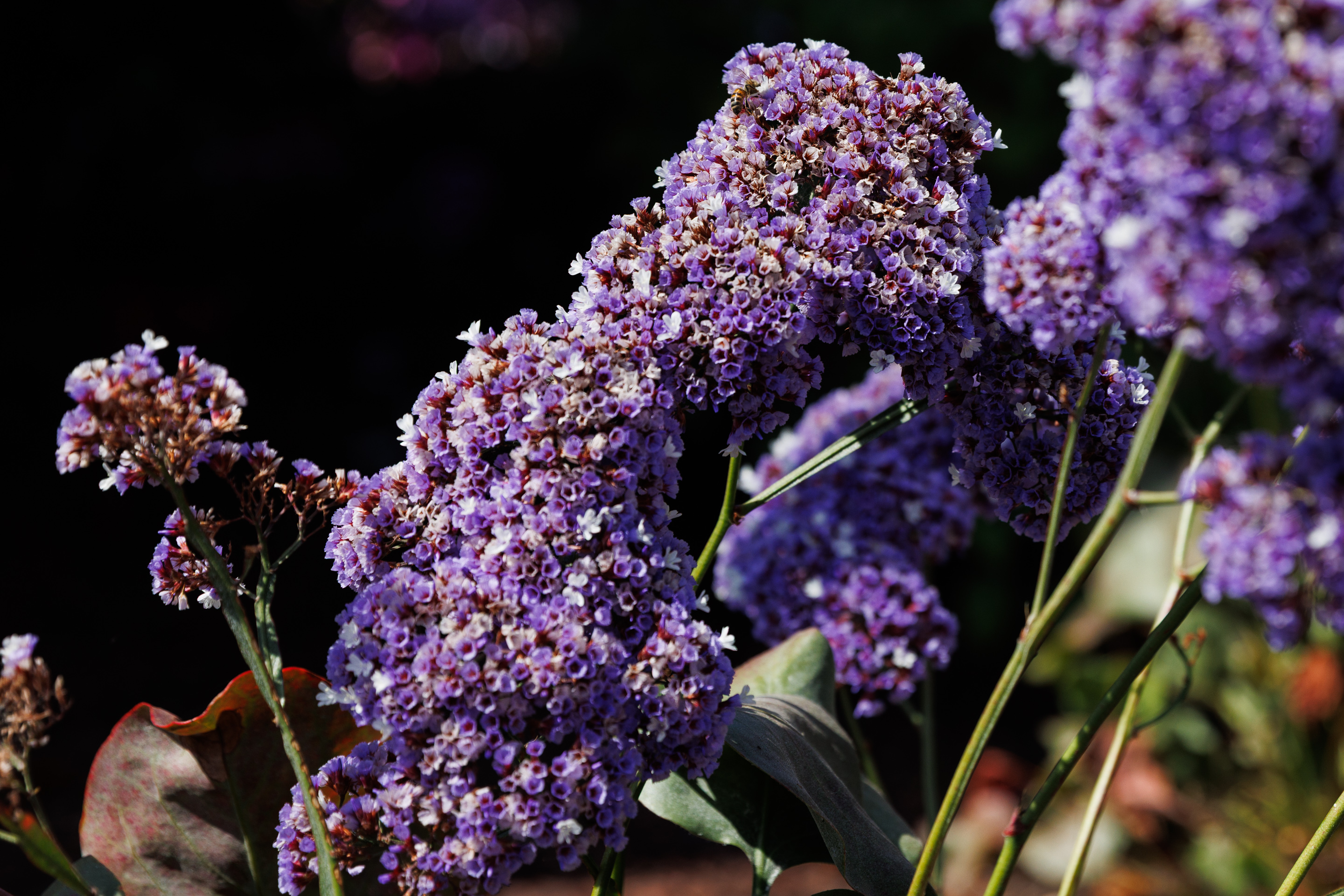 Sea lavender. (Kristian Carreon / The San Diego Union-Tribune)