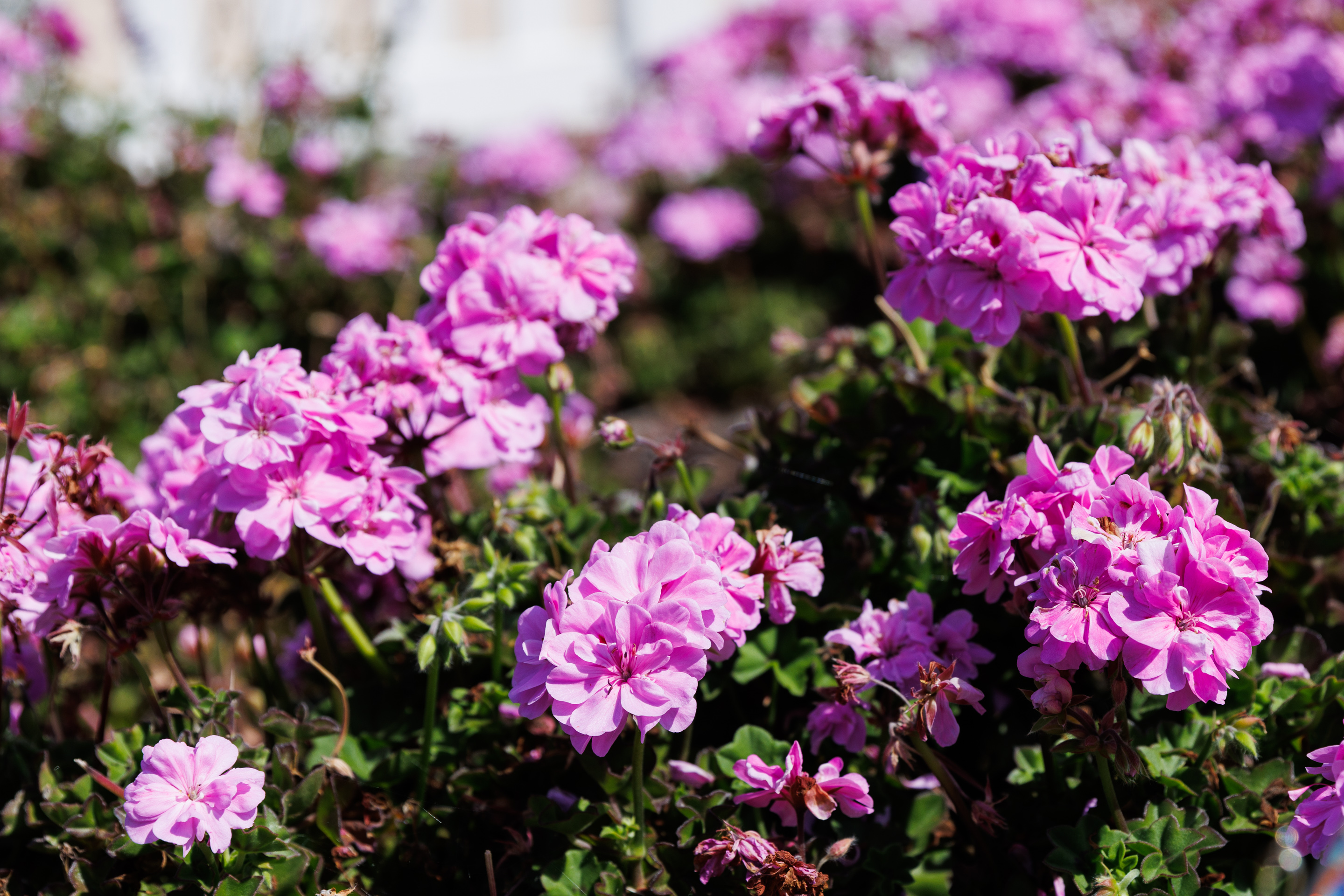 Hardy, low water and available in many hues, geraniums were...