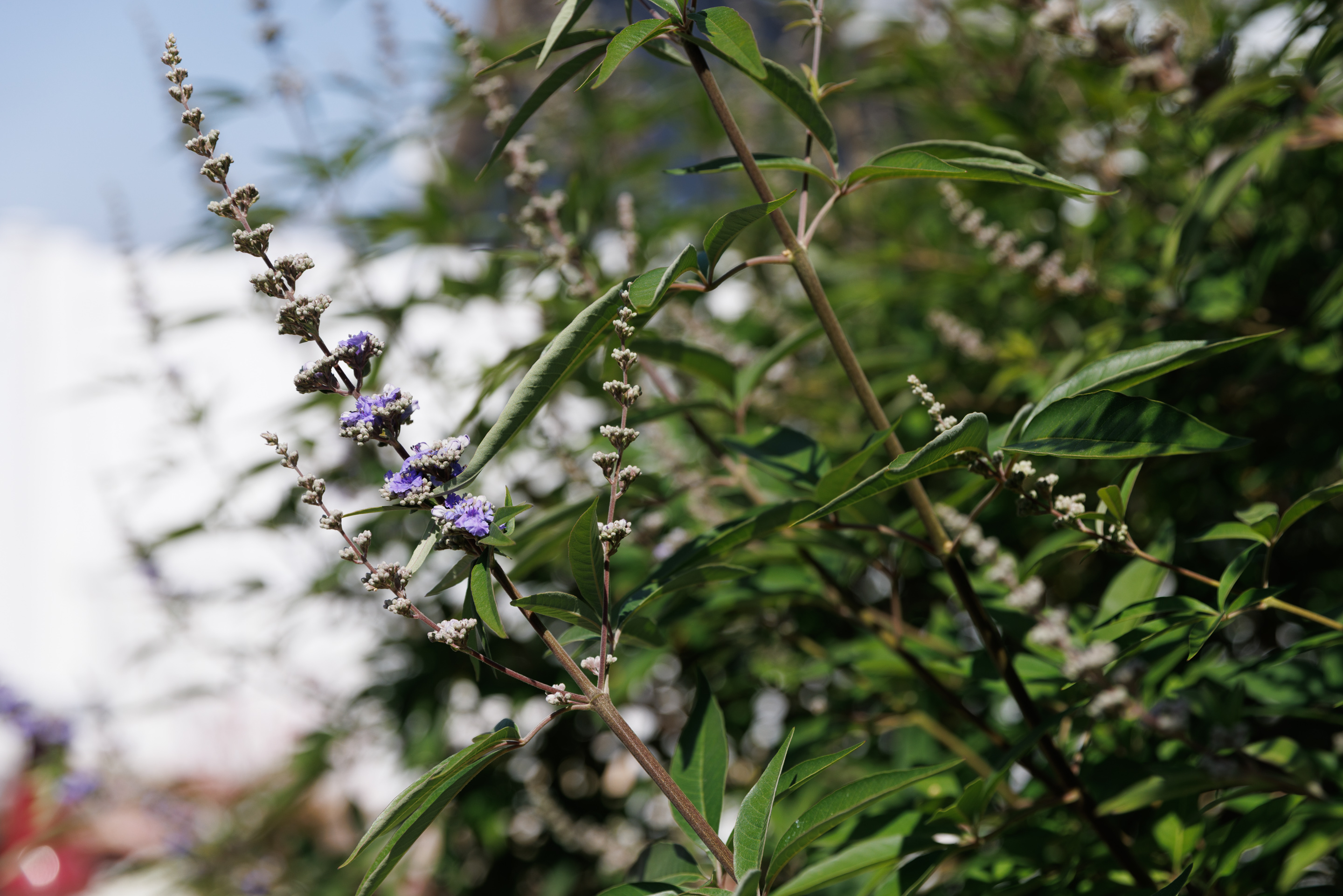 Flowers beginning to bloom from a Vitex chaste tree. (Kristian...
