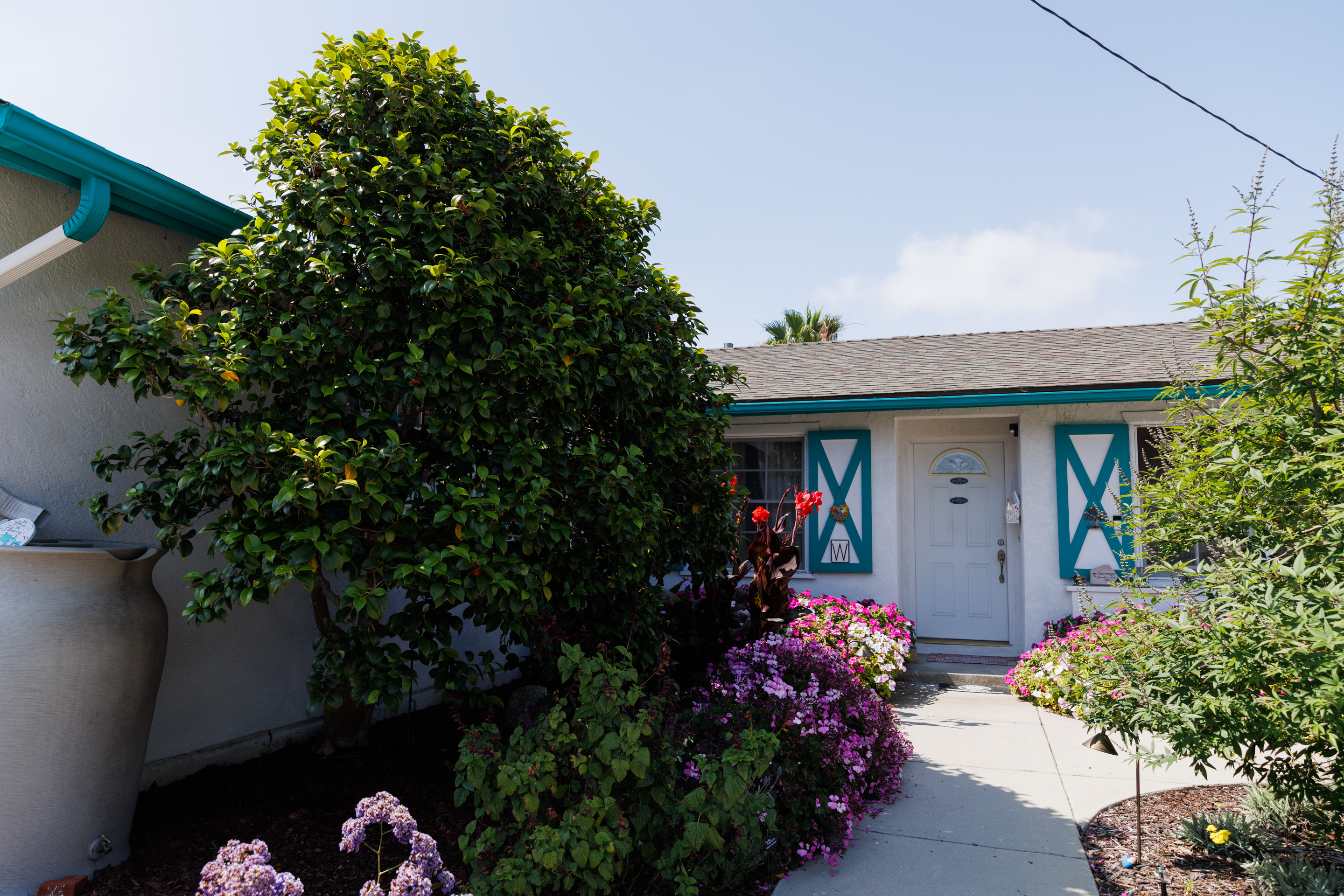 A camellia tree in the front garden. (Kristian Carreon /...