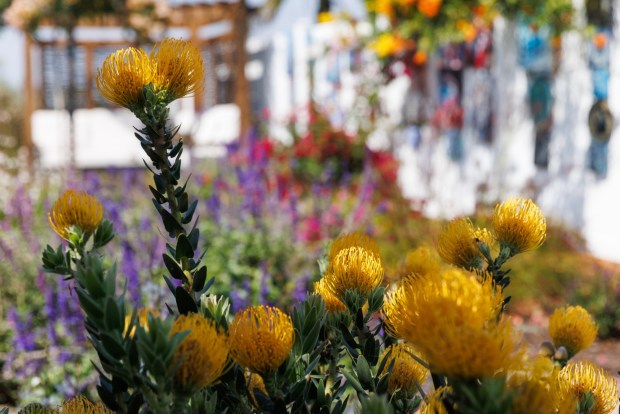 'Flame Giant' pincushion plants offer striking color. (Kristian Carreon / The San Diego Union-Tribune)