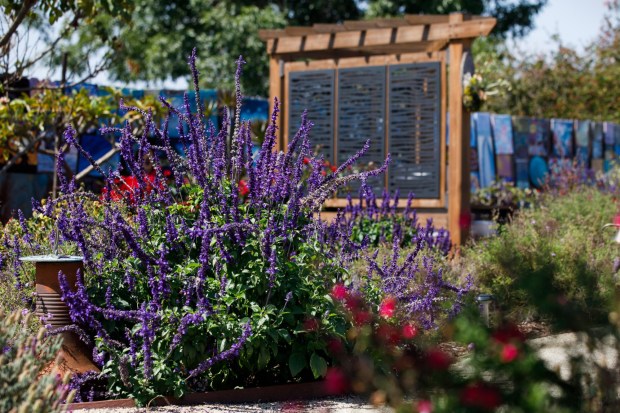 Blue 'Mystic Spires' sage is planted all around the backyard at the Wilhelmy home. The plant is a favorite of pollinators. (Kristian Carreon / The San Diego Union-Tribune)