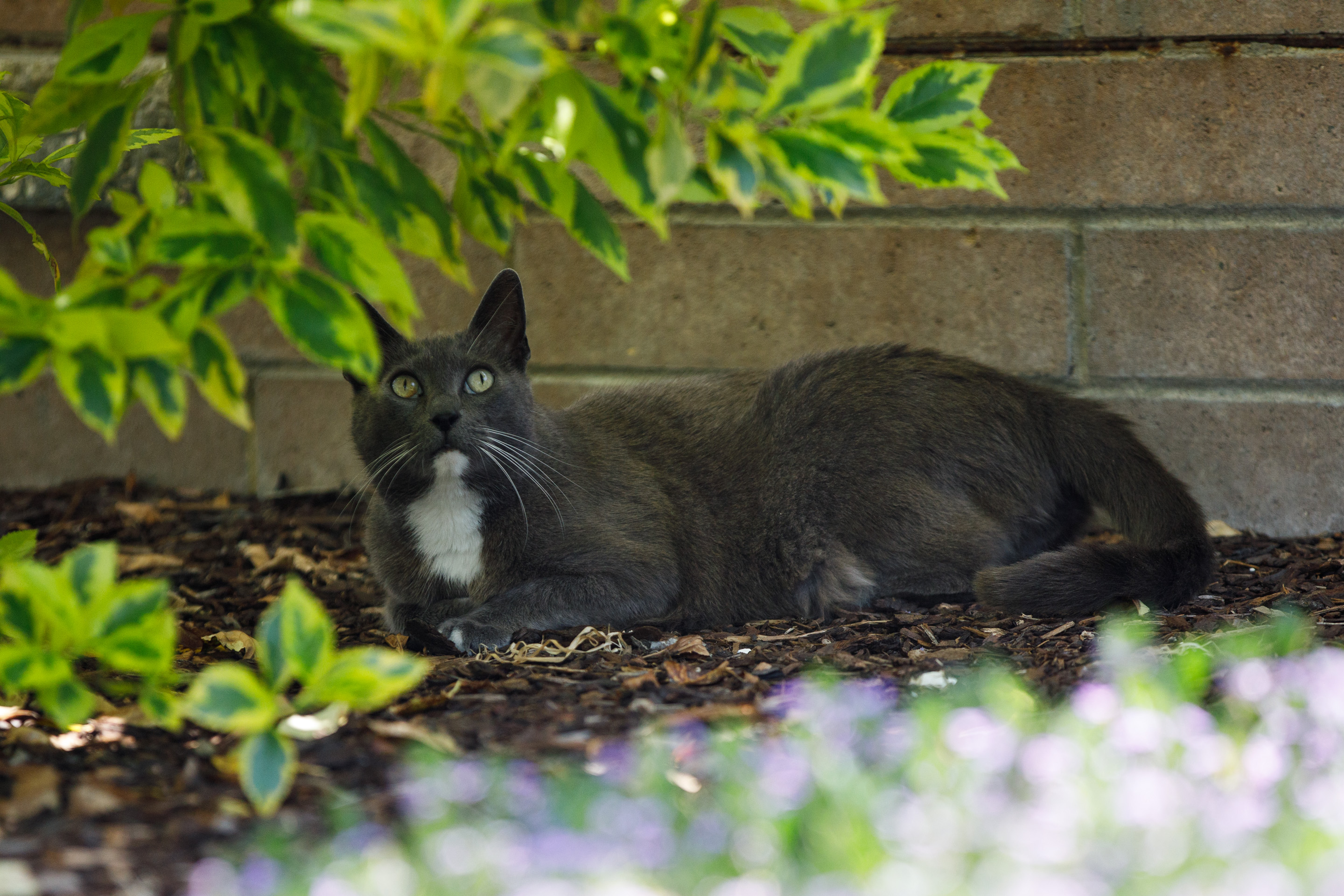 Curly, a stray cat, lounges in the garden. (Kristian Carreon...