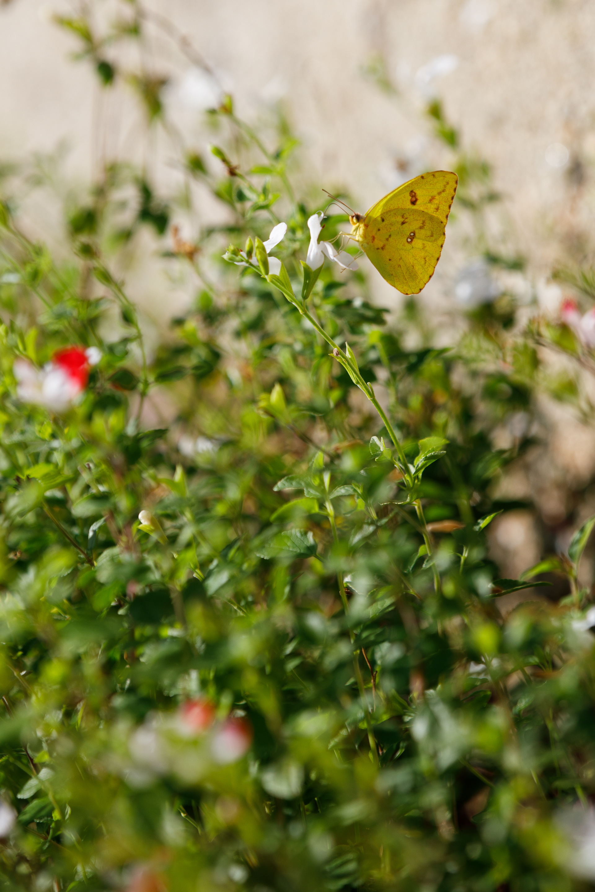 A cloudless sulphur butterfly rests on a âhot lipsâ plant....