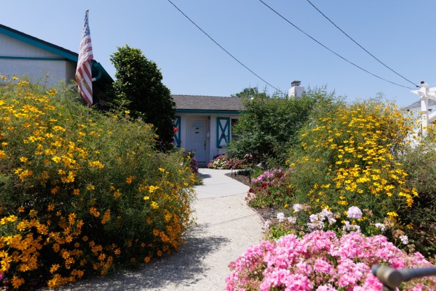 Curving walkways thread through blooming shrubs in the front yard of Chris and Julie Wilhelmy's Clairemont home. (Kristian Carreon / The San Diego Union-Tribune)