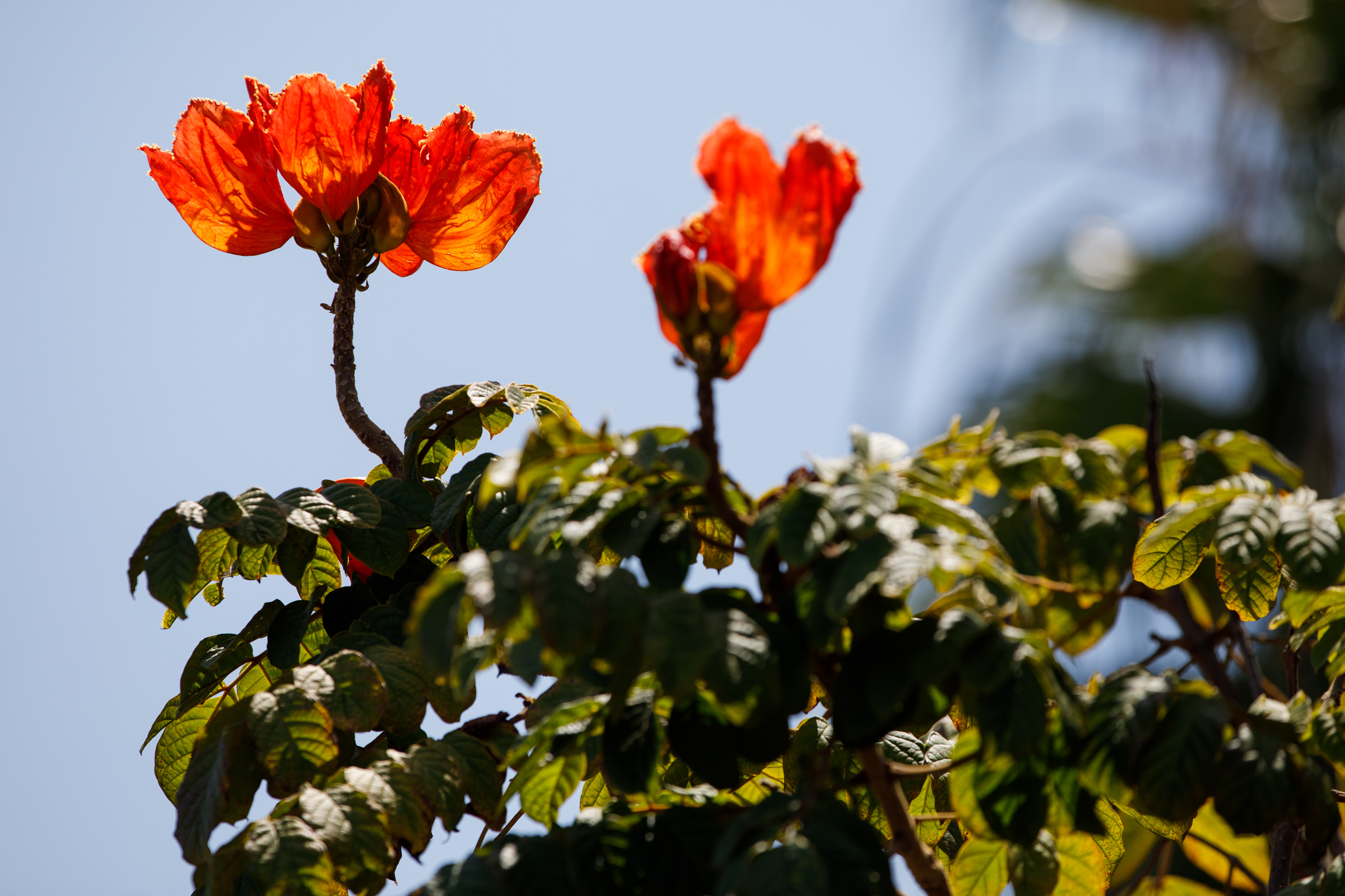 An African tulip tree in bloom. (Kristian Carreon / The...