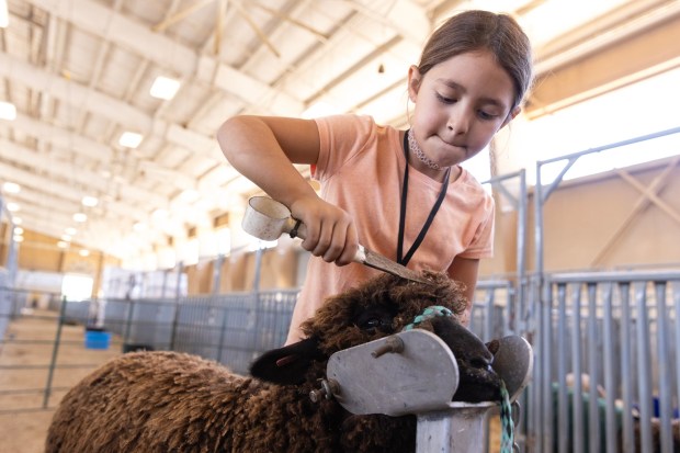 Del Mar, CA - Emma Hill, 7, trims her sheep named Brownie during the final preparations ahead of the San Diego County Fair on Tuesday, June 9, 2026, in Del Mar, CA. (Luke Johnson / The San Diego Union-Tribune)
