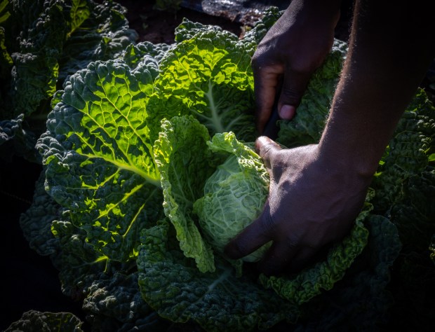 Byron Nkhoma, owner of Hukama Produce, harvests cabbage on Tuesday, April 29, 2025 in Ramona, California. Nkhoma rents four acres to grow produce and often sells to farmers markets. He is part of the Local Food Purchase Assistance Cooperative Agreement Program. ...."We're growing this food for the community," Nkhoma said while harvesting a bulb onion. (Ana Ramirez / The San Diego Union-Tribune)