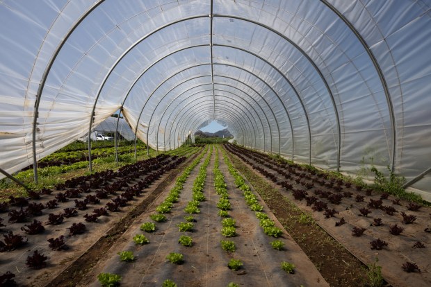 A shade structure, photographed last spring, on the farm of Byron Nkhoma. (Ana Ramirez / The San Diego Union-Tribune)