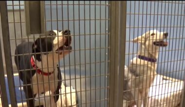 Fourth of July pet safety tips from San Diego Humane Society – NBC 7 San Diego