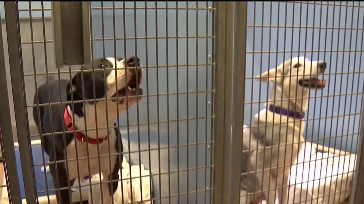 Fourth of July pet safety tips from San Diego Humane Society – NBC 7 San Diego