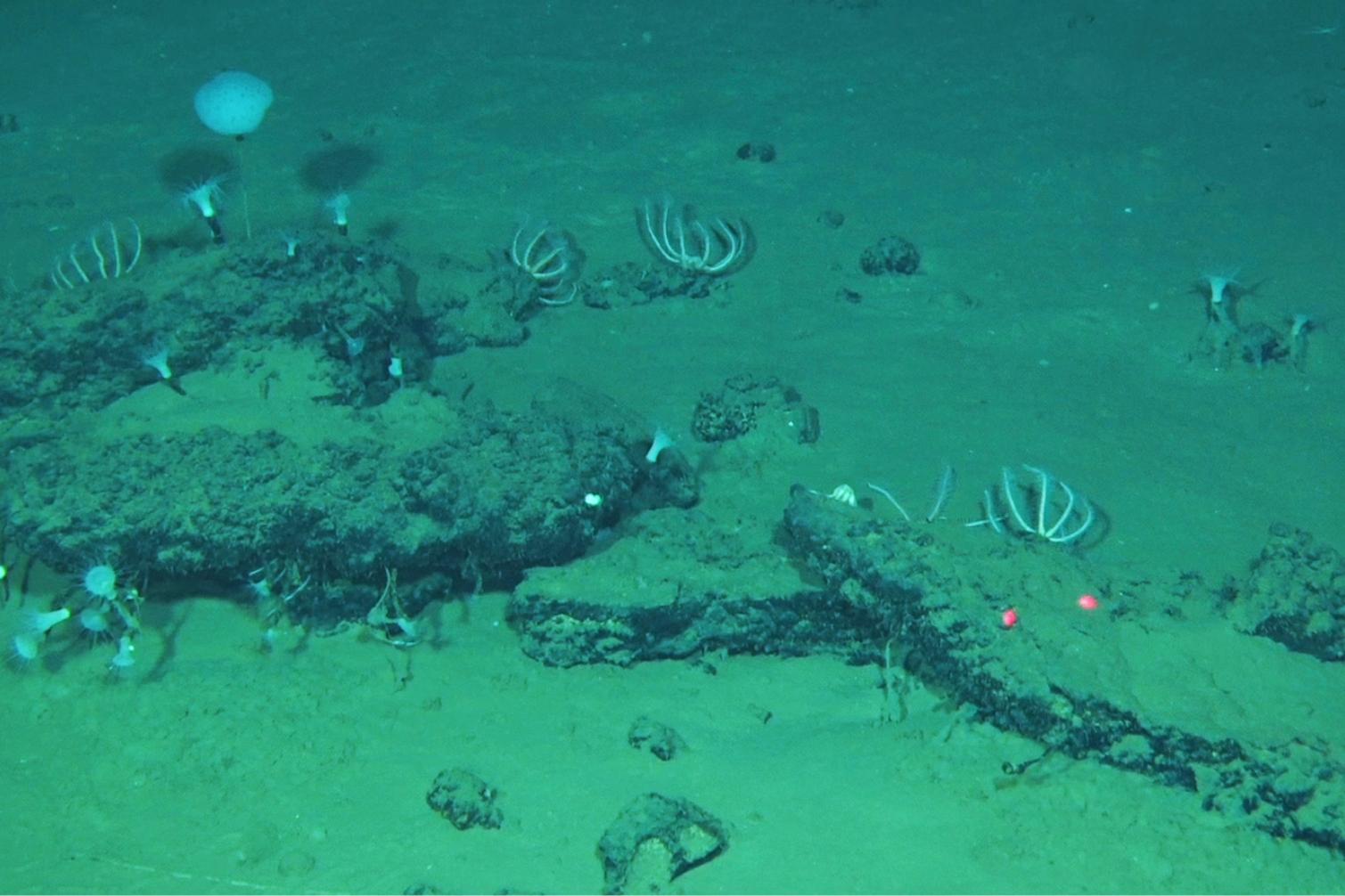 Whale remains on the seafloor that have become home to large communities of marine life.