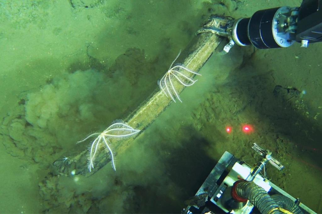 Scientists discover a deep whale graveyard that is teeming with life