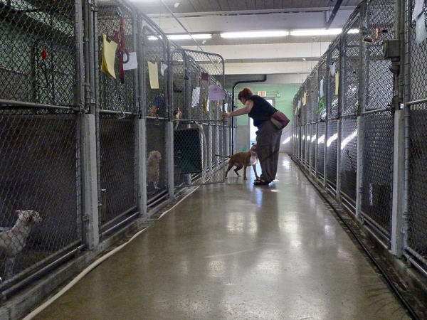 Berkeley animal shelter workers face abuse from puppy snatchers, pickaxe threats