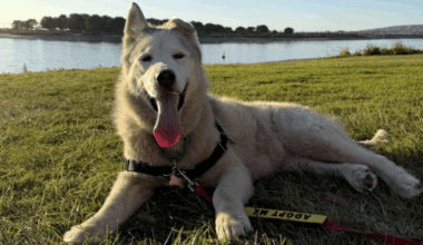 More than 300 pets find furever homes after Humane Society waives adoption fees