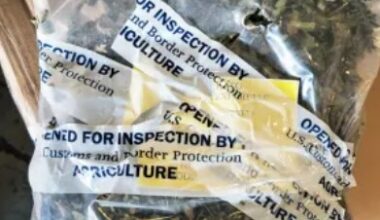 US CBP seizes 139 pounds of Ethiopian khat destined to Sacramento – World Border Security Congress