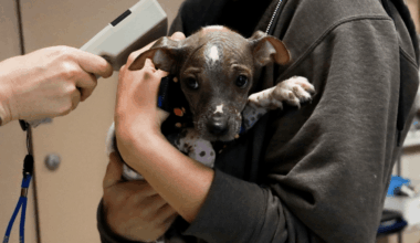 Humane Society offering free microchip service for pets ahead of July 4th